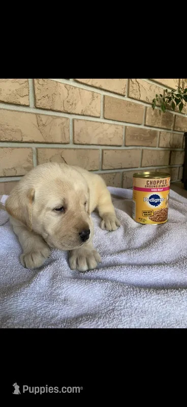 Duke – Labrador Retriever puppy for sale in Kissimmee, FL