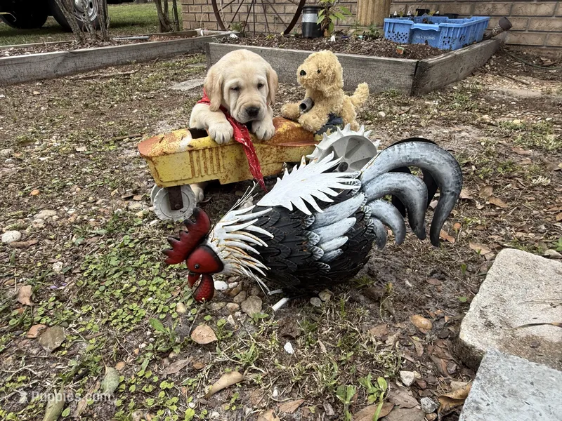 Duke Neg. – Labrador Retriever puppy for sale in Kissimmee, FL