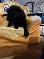 Duke  , a male Labrador Retriever for sale in Kissimmee, FL – 2 of 10
