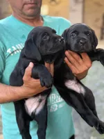 Dash, a male Labrador Retriever for sale in Kissimmee, FL – 6 of 8