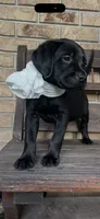 Duke Neg., a male Labrador Retriever for sale in Kissimmee, FL – 3 of 6