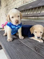 Tucker  , a male Labrador Retriever for sale in Kissimmee, FL – 7 of 9