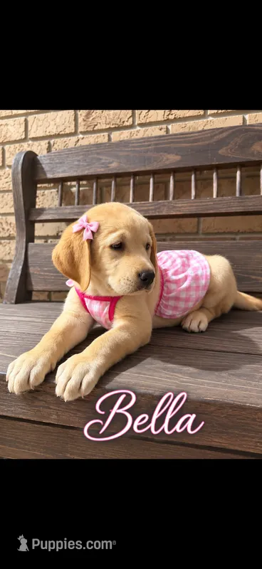 Bella  (or best offer) – Labrador Retriever puppy for sale in Kissimmee, FL