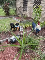 Duke  (Make Offer), a male Labrador Retriever for sale in Kissimmee, FL – 10 of 10