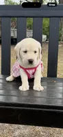 Daisy  Neg., a female Labrador Retriever for sale in Kissimmee, FL – 1 of 5