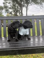 Duke  (Make Offer), a male Labrador Retriever for sale in Kissimmee, FL – 2 of 10