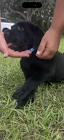 Duke Neg., a male Labrador Retriever for sale in Kissimmee, FL – 4 of 6