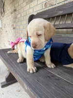 Daisy  , a female Labrador Retriever for sale in Kissimmee, FL – 8 of 10