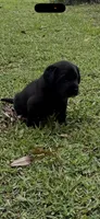 Dash Neg., a male Labrador Retriever for sale in Kissimmee, FL – 3 of 5