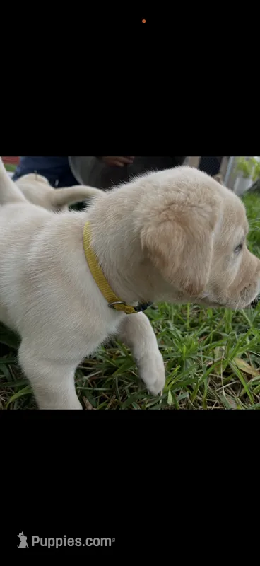 Max Neg. – Labrador Retriever puppy for sale in Kissimmee, FL
