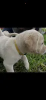 Max Neg., a male Labrador Retriever for sale in Kissimmee, FL – 1 of 4
