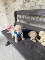 Max (Neg. Make offer), a male Labrador Retriever for sale in Kissimmee, FL – 10 of 10