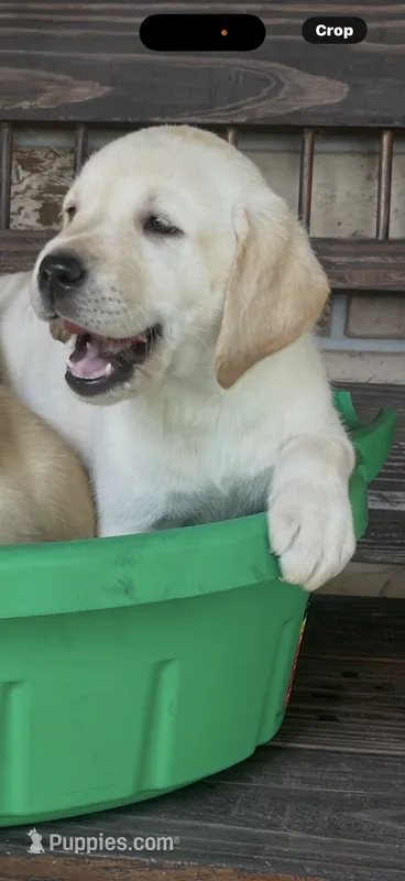 Bella Neg. – Labrador Retriever puppy for sale in Kissimmee, FL