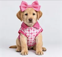 Bella  , a female Labrador Retriever for sale in Kissimmee, FL – 1 of 6