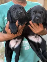 Dash, a male Labrador Retriever for sale in Kissimmee, FL – 2 of 8
