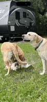 Bella Neg., a female Labrador Retriever for sale in Kissimmee, FL – 4 of 6
