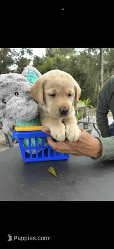 Tucker Neg. – Labrador Retriever puppy for sale in Kissimmee, FL