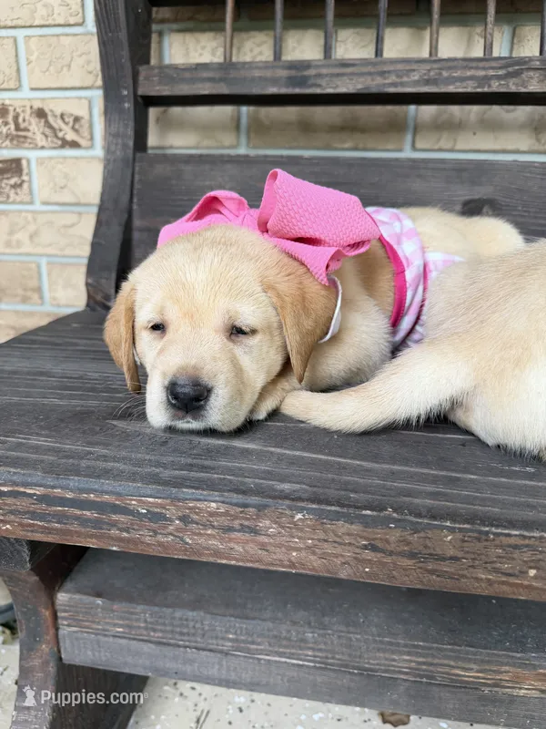 Daisy   – Labrador Retriever puppy for sale in Kissimmee, FL