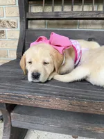 Daisy  , a female Labrador Retriever for sale in Kissimmee, FL – 10 of 10