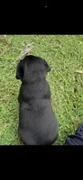 Dash Neg., a male Labrador Retriever for sale in Kissimmee, FL – 2 of 5