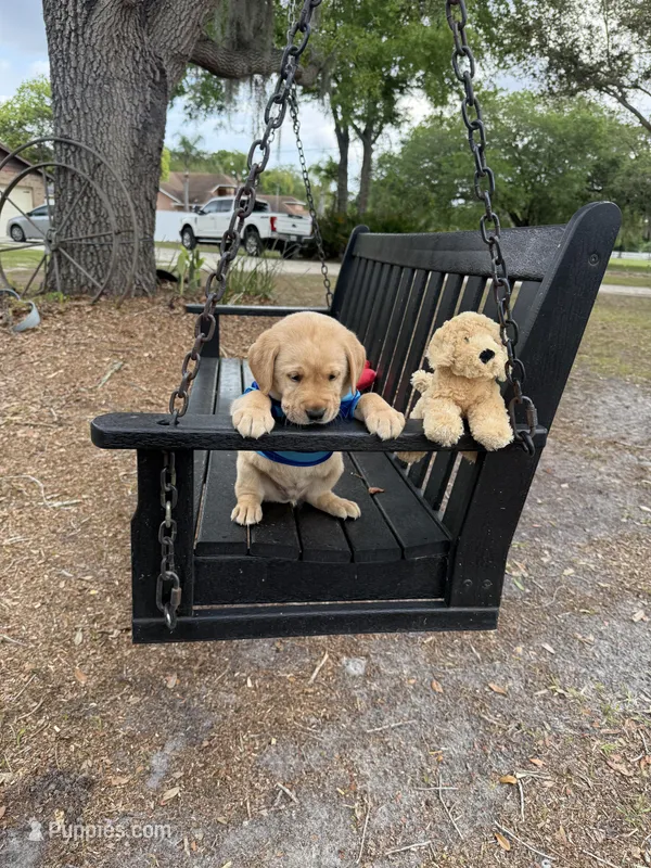Milo Neg. – Labrador Retriever puppy for sale in Kissimmee, FL