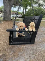 Milo Neg., a male Labrador Retriever for sale in Kissimmee, FL – Photo 1 of 9