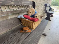 Milo Neg., a male Labrador Retriever for sale in Kissimmee, FL – Photo 3 of 9