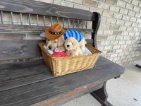 Milo Neg., a male Labrador Retriever for sale in Kissimmee, FL – Photo 5 of 9