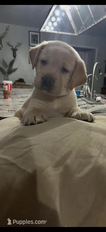 Milo – Labrador Retriever puppy for sale in Kissimmee, FL