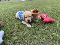 Milo Neg., a male Labrador Retriever for sale in Kissimmee, FL – Photo 2 of 9