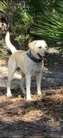 Milo, a male Labrador Retriever for sale in Kissimmee, FL – Photo 10 of 10