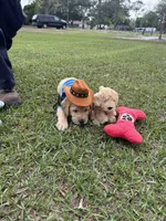 Milo Neg., a male Labrador Retriever for sale in Kissimmee, FL – Photo 4 of 9