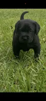 Raven Neg., a female Labrador Retriever for sale in Kissimmee, FL – 3 of 5