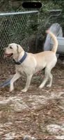 Raven Neg., a female Labrador Retriever for sale in Kissimmee, FL – 5 of 5
