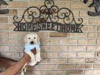 Cooper Neg., a male Labrador Retriever for sale in Kissimmee, FL – Photo 4 of 10