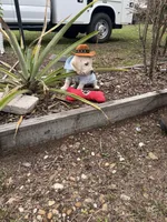 Cooper Neg., a male Labrador Retriever for sale in Kissimmee, FL – Photo 7 of 10