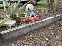 Cooper Neg., a male Labrador Retriever for sale in Kissimmee, FL – Photo 1 of 10