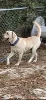 Cooper Neg., a male Labrador Retriever for sale in Kissimmee, FL – Photo 9 of 10