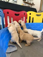 Cooper, a male Labrador Retriever for sale in Kissimmee, FL – Photo 3 of 10