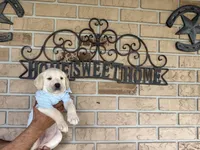 Cooper Neg., a male Labrador Retriever for sale in Kissimmee, FL – Photo 2 of 10