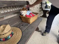 Cooper Neg., a male Labrador Retriever for sale in Kissimmee, FL – Photo 6 of 10