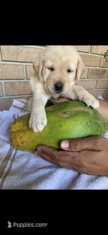Cooper – Labrador Retriever puppy for sale in Kissimmee, FL