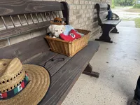 Cooper Neg., a male Labrador Retriever for sale in Kissimmee, FL – Photo 3 of 10