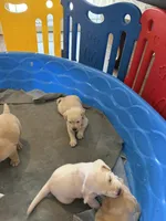 Cooper, a male Labrador Retriever for sale in Kissimmee, FL – Photo 2 of 10