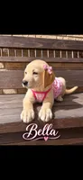 Bella  (or best offer), a female Labrador Retriever for sale in Kissimmee, FL – 2 of 8