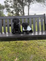 Duke  (Make Offer), a male Labrador Retriever for sale in Kissimmee, FL – 9 of 10