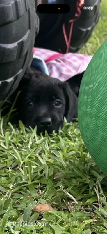 Raven Neg. – Labrador Retriever puppy for sale in Kissimmee, FL