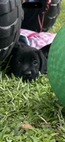 Raven Neg., a female Labrador Retriever for sale in Kissimmee, FL – 1 of 5