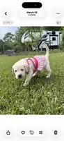 Daisy  Neg., a female Labrador Retriever for sale in Kissimmee, FL – 4 of 5