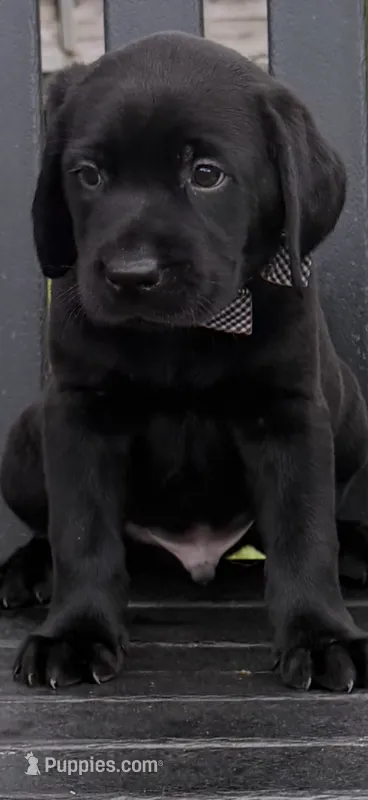 Duke   – Labrador Retriever puppy for sale in Kissimmee, FL